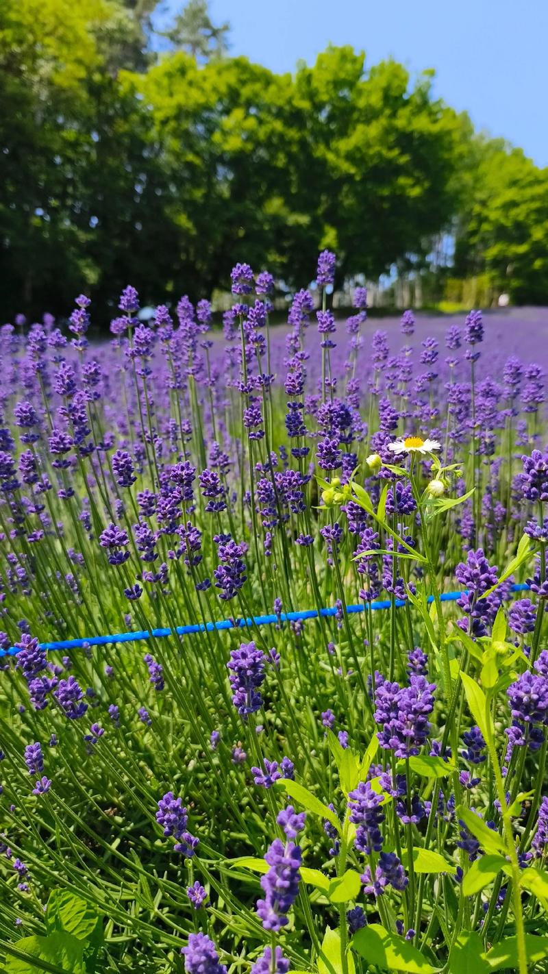 Nét riêng của mùa oải hương Đà Lạt