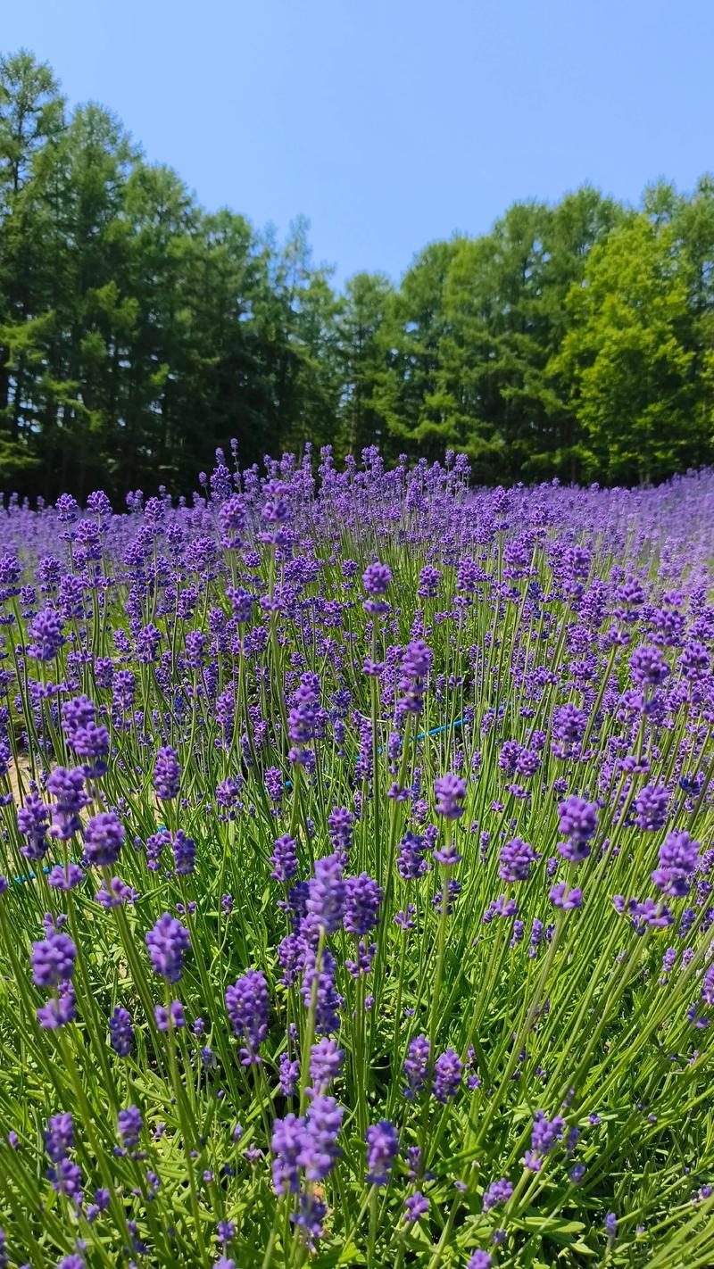 Hoa oải hương Đà Lạt nở rộ