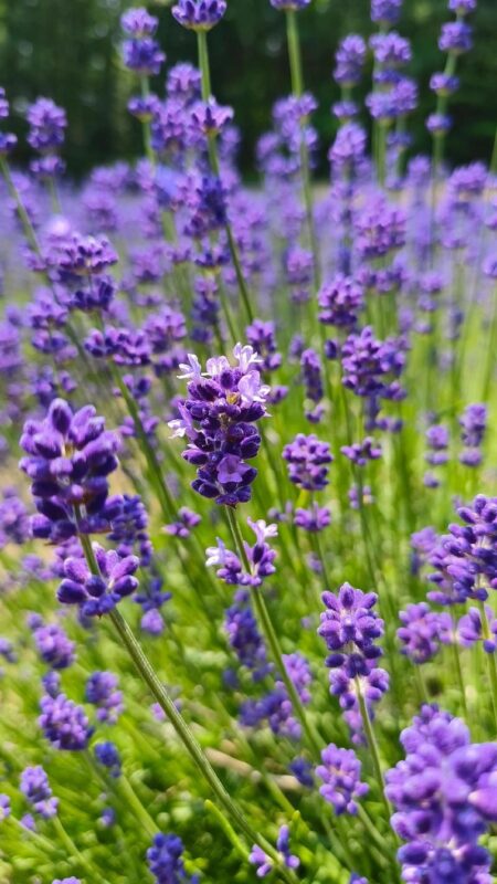 Mùa hoa oải hương Đà Lạt vào tháng mấy