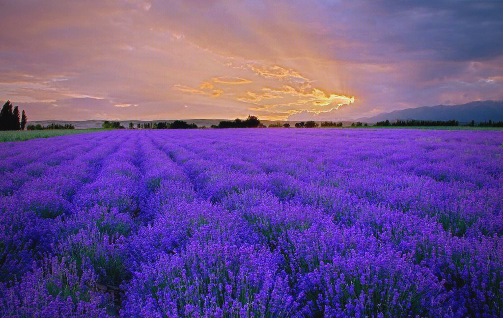 Hoa oải hương Đà Lạt thường bắt đầu nở vào tháng mấy