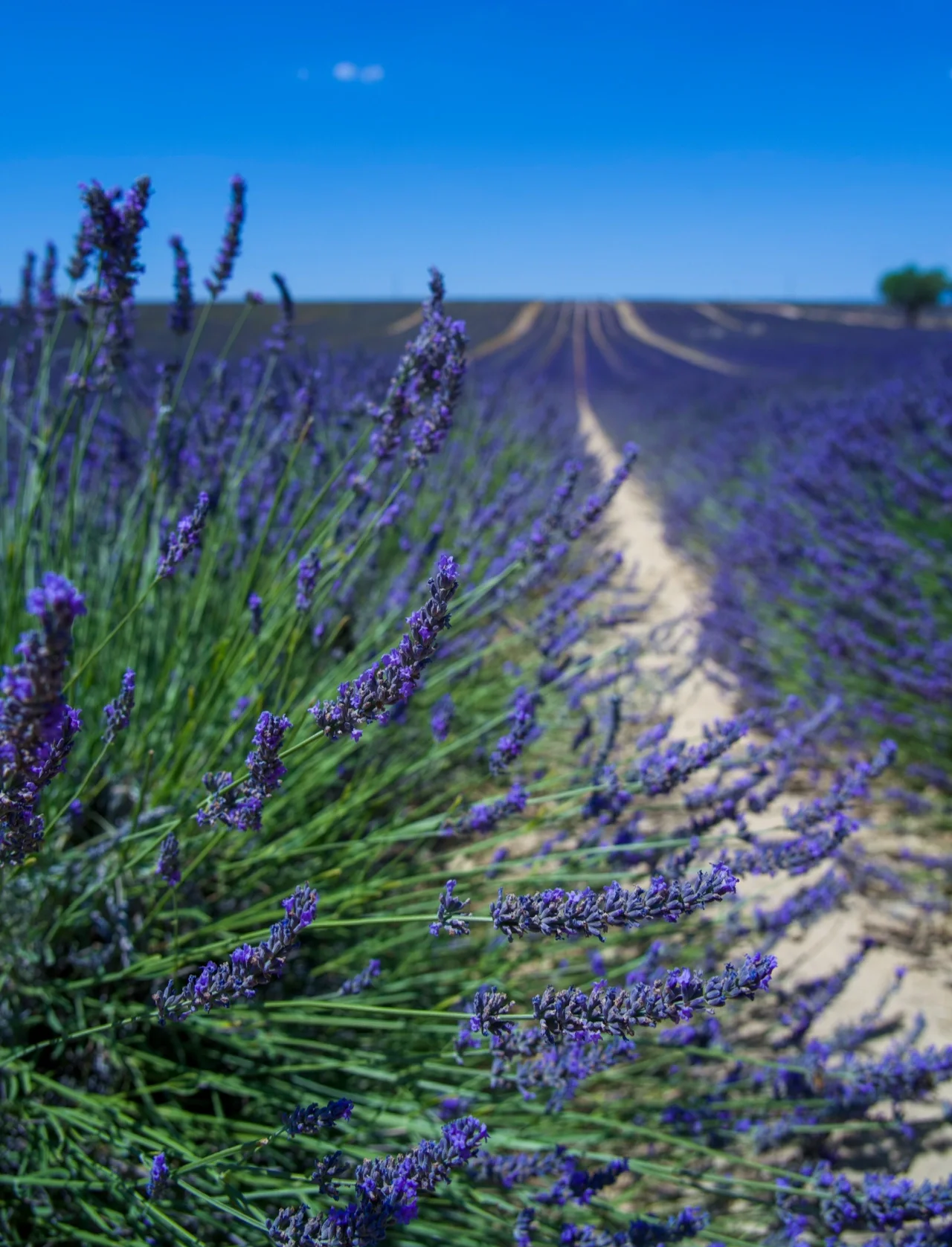 Những ai không nên uống trà hoa oải hương 