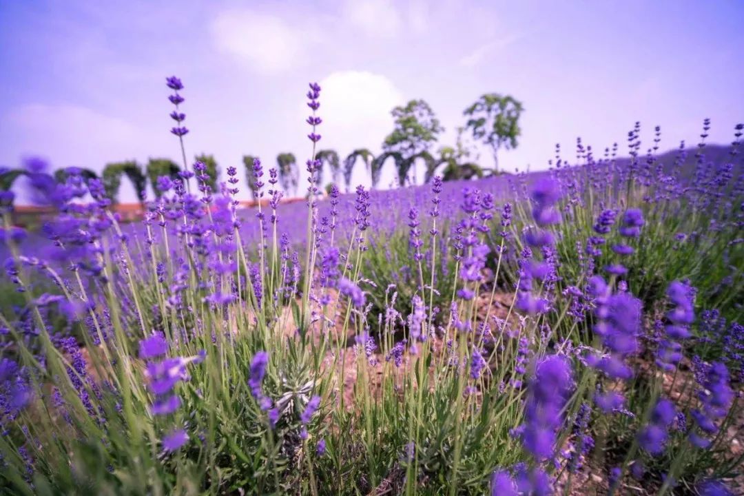 Đặc biệt lưu ý khi uống trà hoa oải hương để ngủ ngon 