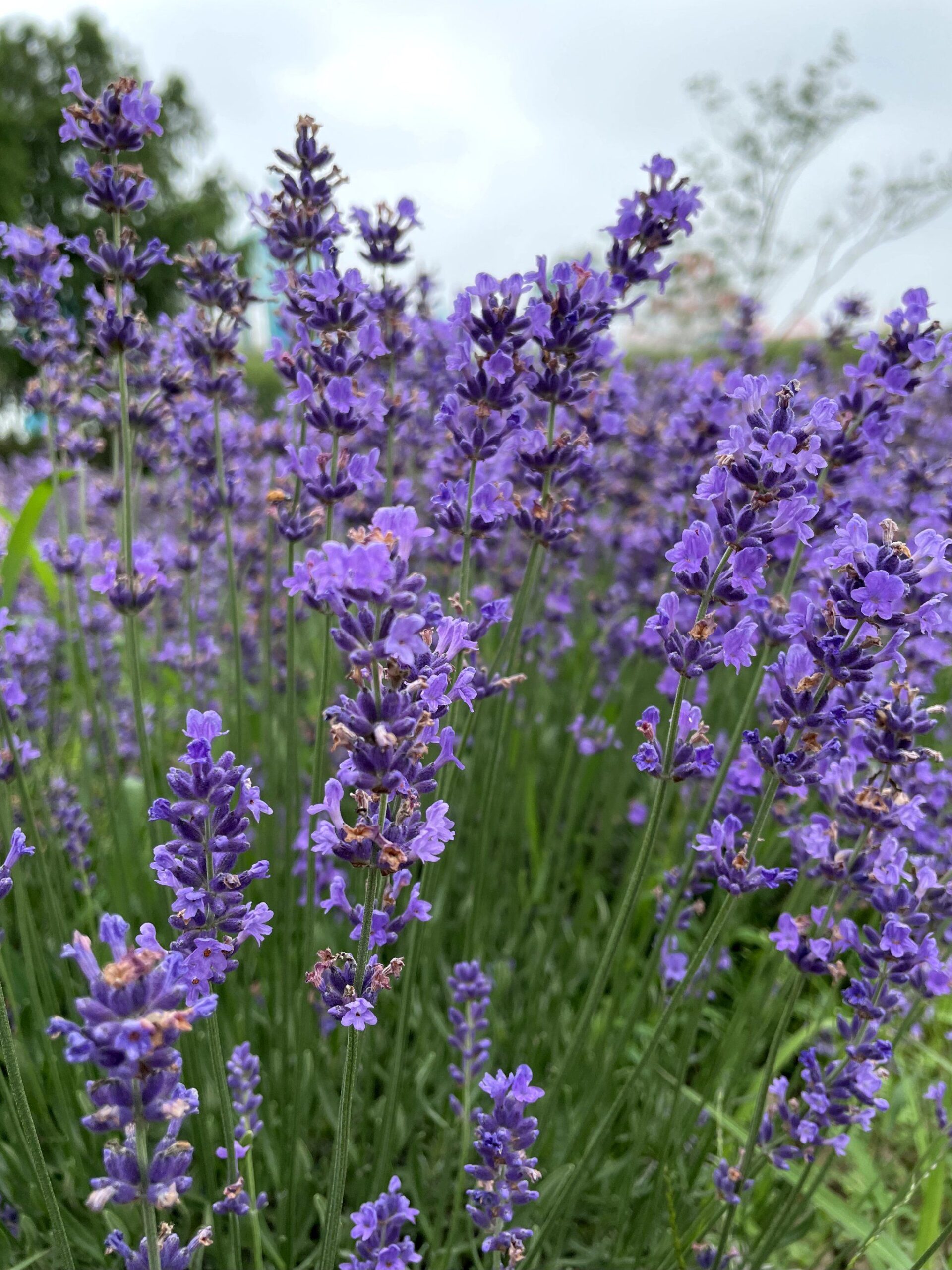 Những hiểu lầm phổ biến về trà hoa oải hương