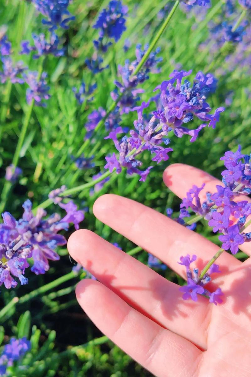 Hình ảnh hoa oải hương 