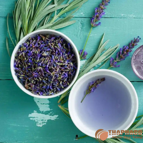 Uống trà oải hương thường xuyên có tốt không