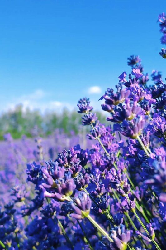 Hoa oải hương khác gì với hoa tử đinh hương