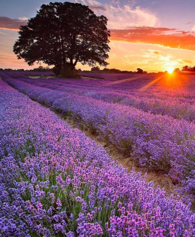 Trà hoa oải hương có gây mất ngủ không