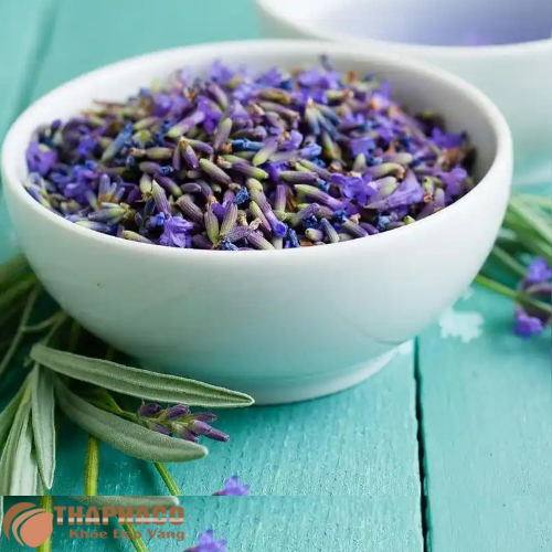 Mua hoa oải hương ở đâu uy tín 