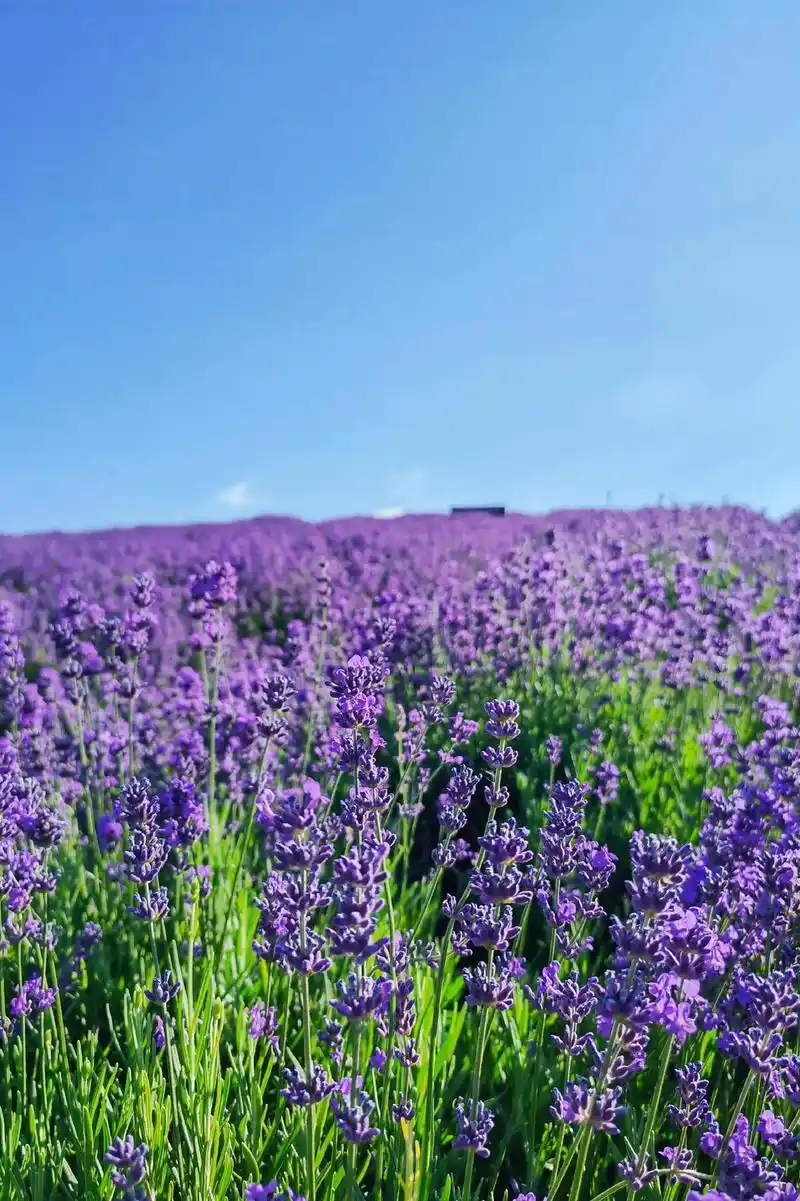 Cánh đồng hoa oải hương