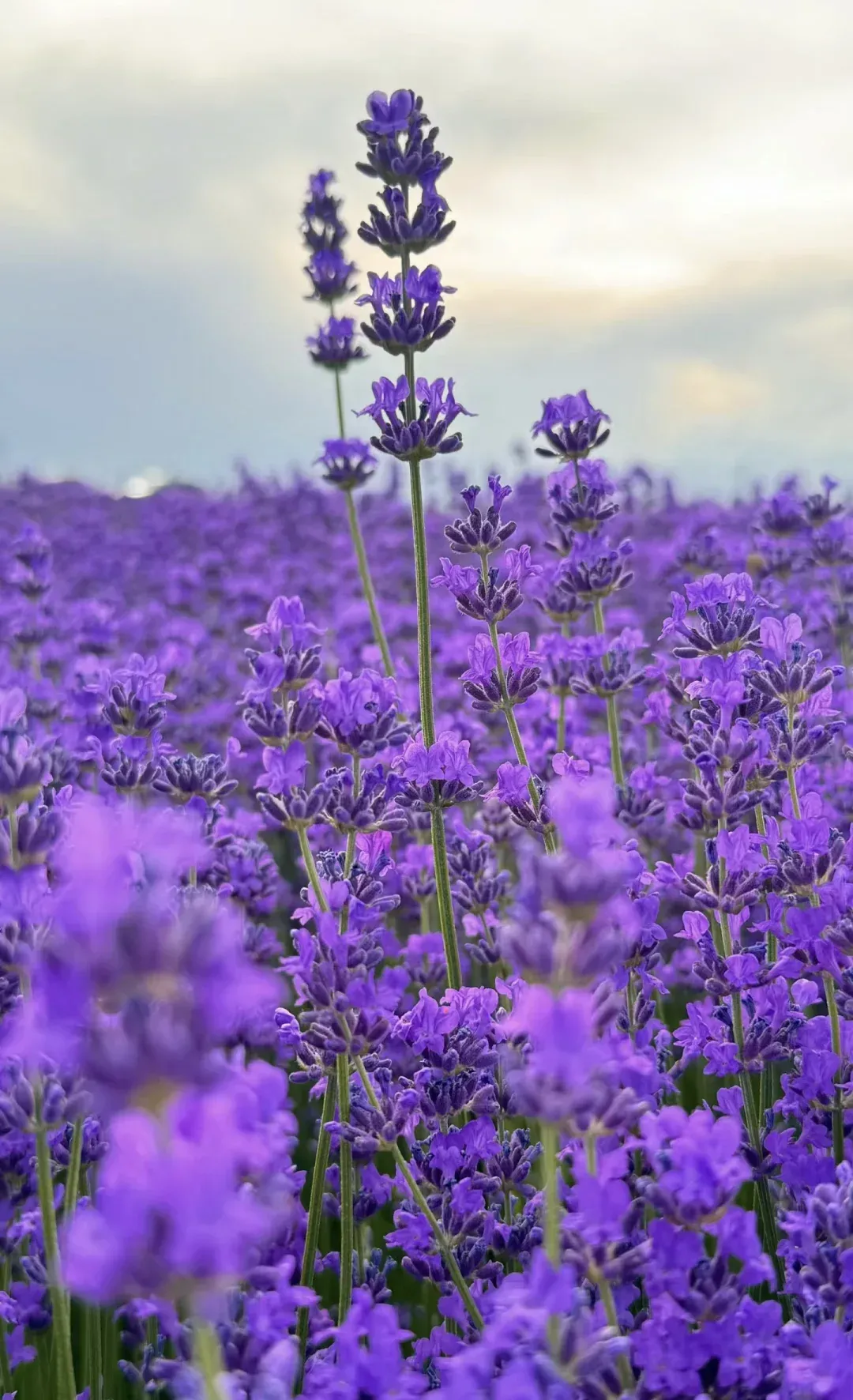 Hoa oải hương nguyên liệu pha trà ngon