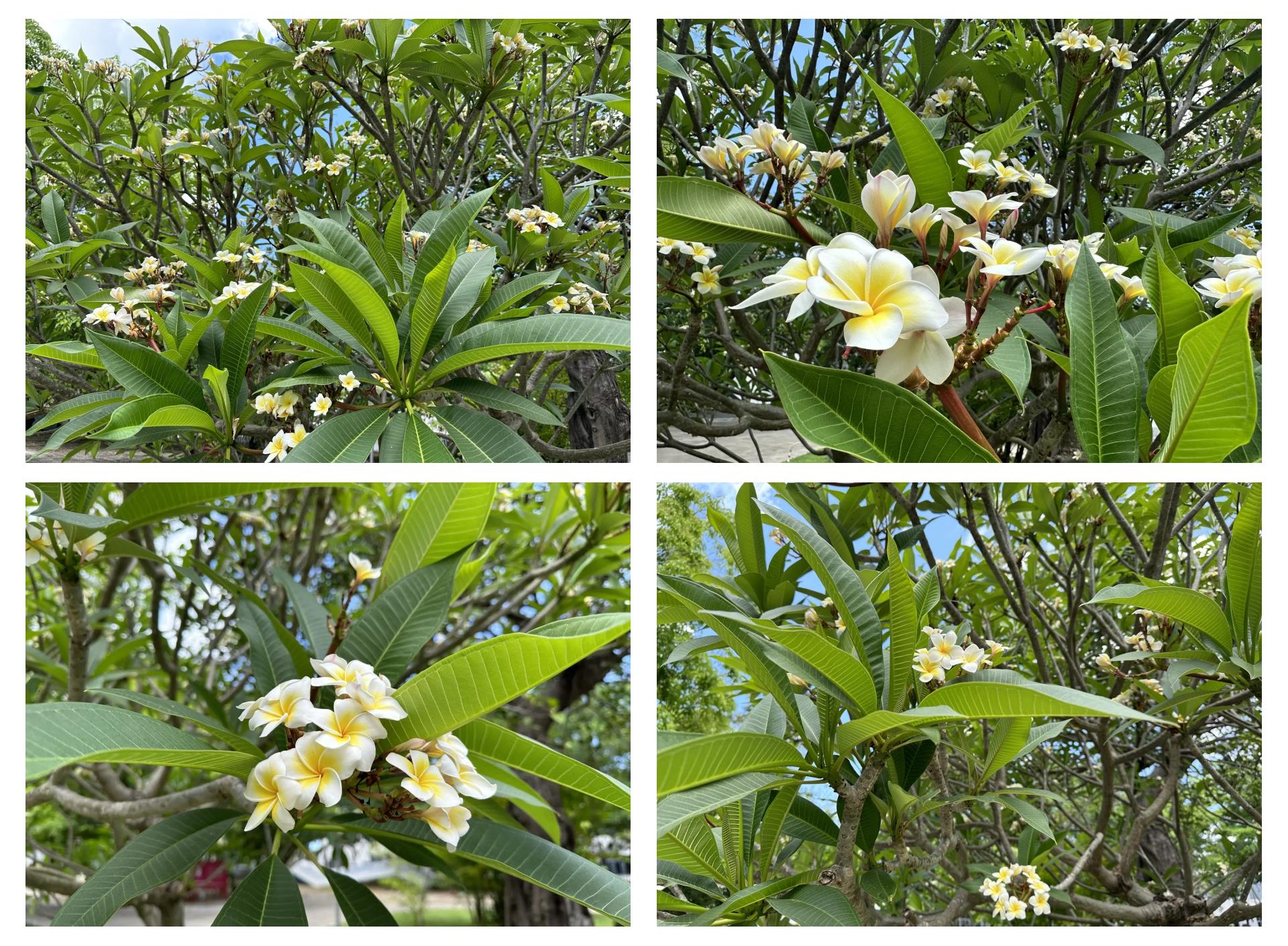 Có nên cắt tỉa cành hoa sứ trước khi cắt nước không?