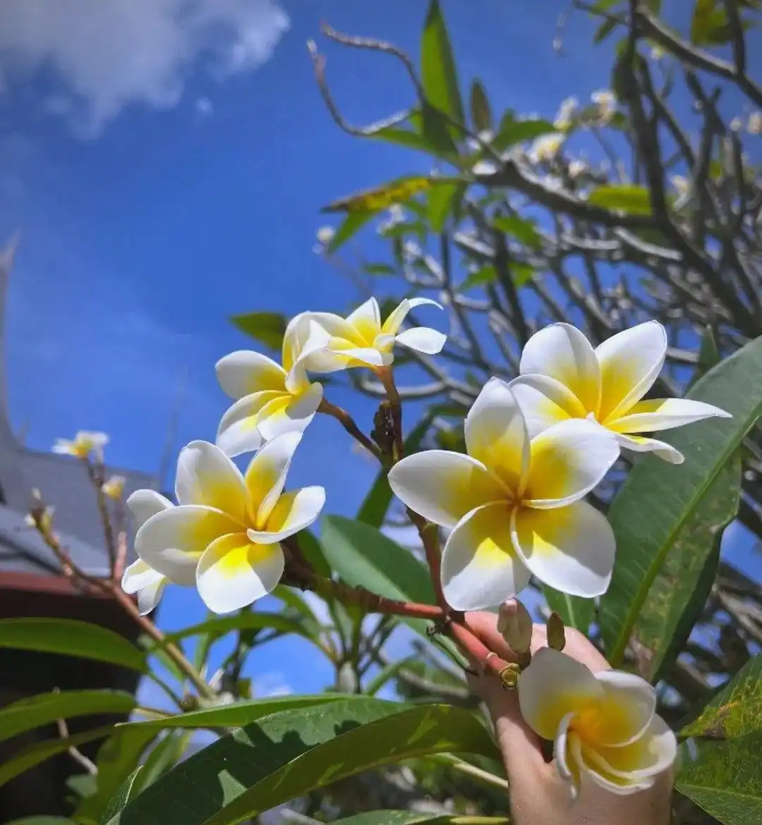 Hoa sứ trắng mang lại nhiều lợi ích cho sức khoẻ 