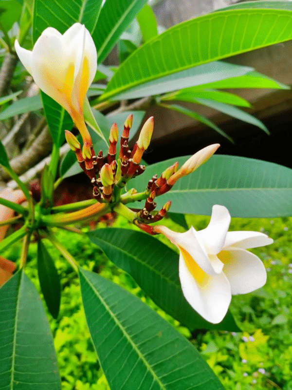 Có nên trồng cây hoa sứ trước cứa nhà không