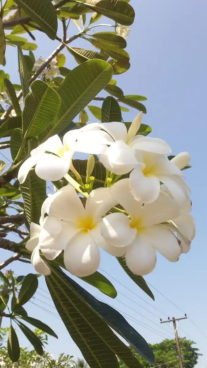 Ý nghĩa của hoa sứ trong văn hoá và tâm linh 