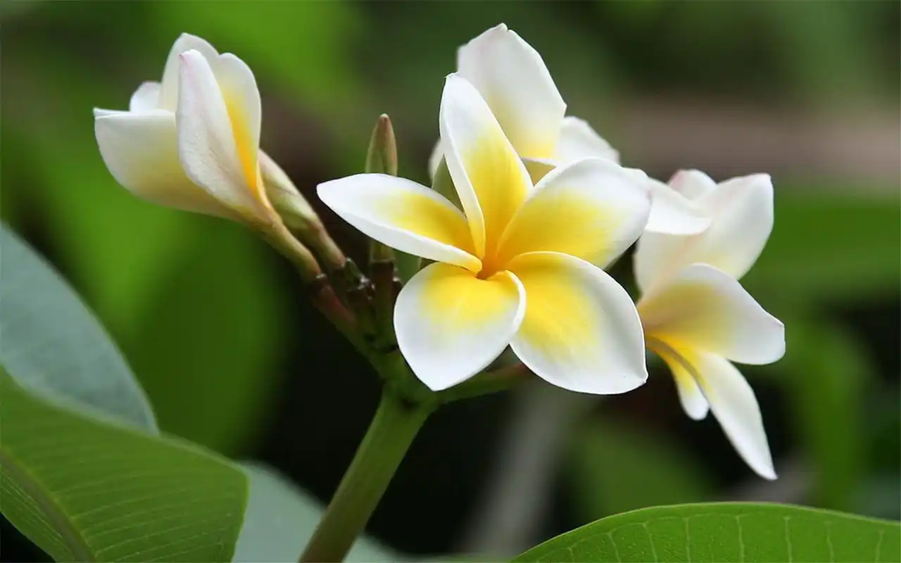 Nguồn gốc của hoa sứ trắng 