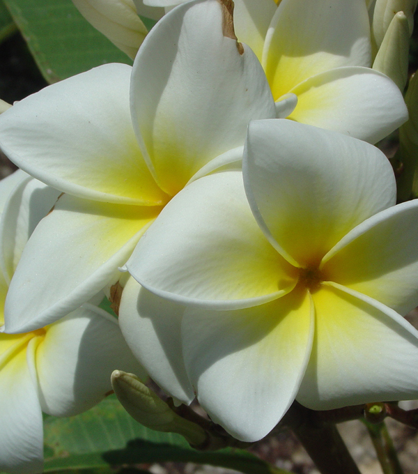 Cần lưu ý gì để làm hoa sứ nở đúng tết