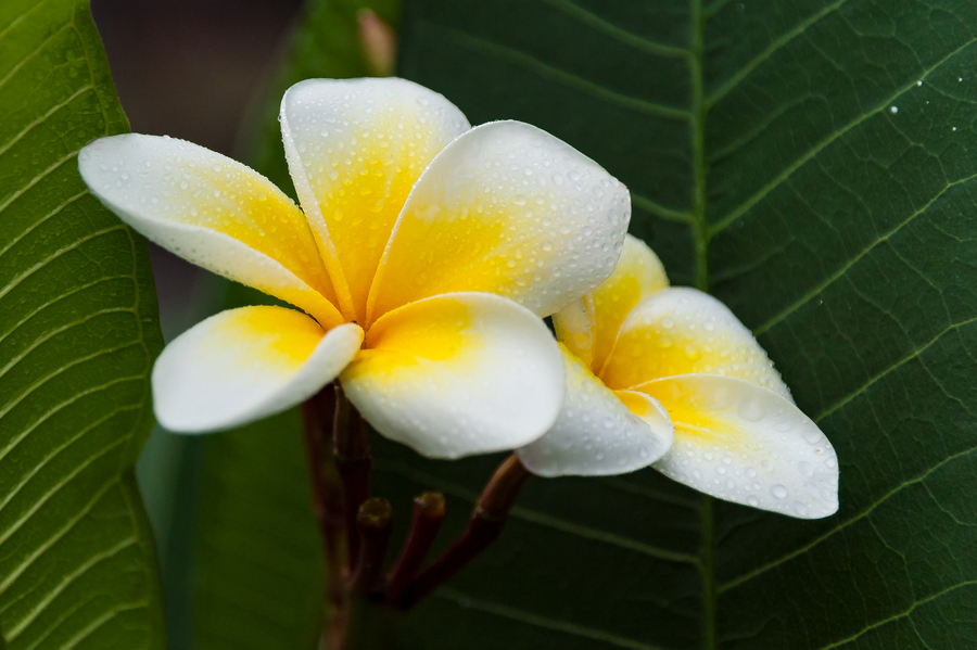 Bí quyết làm hoa sứ nở đúng tết 2026