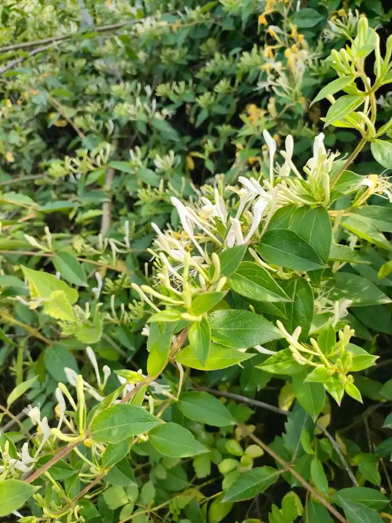 Quy trình trồng và chăm sóc kim ngân hoa 