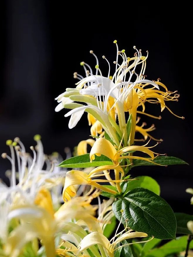 Vì sao kim ngân hoa thường nở lúc chiều tối