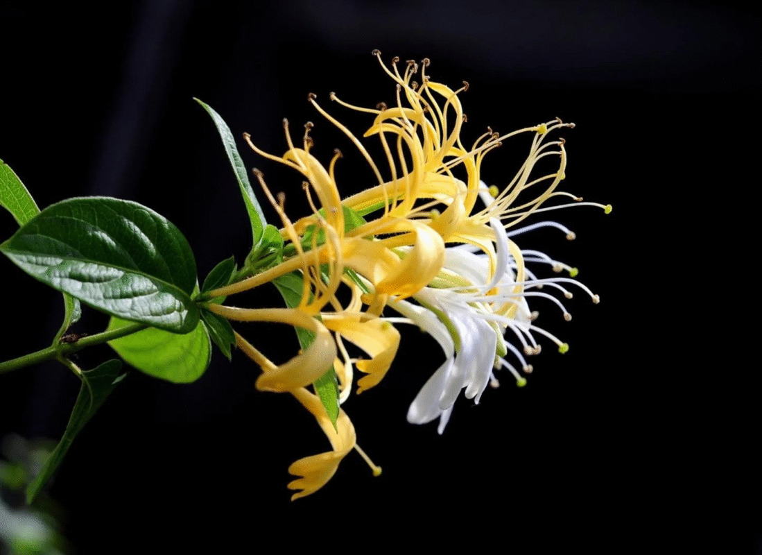 Tại sao kim ngân hoa lại nở lúc chiều tối