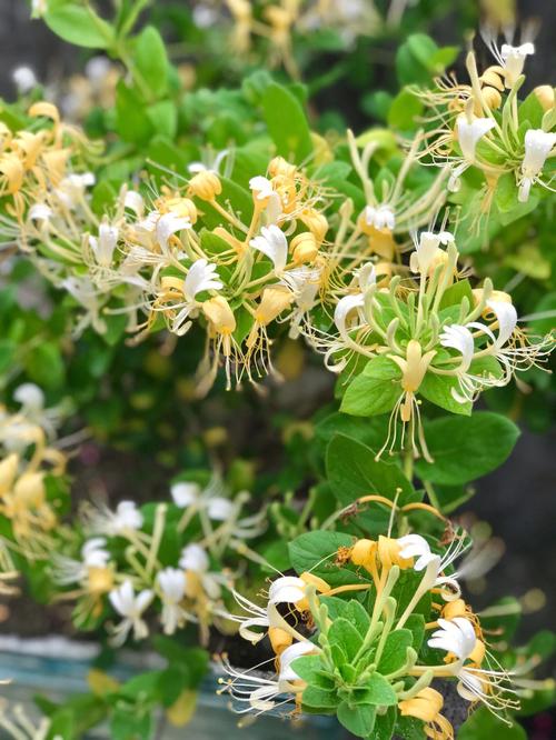 Nét duyên thảo mộc của kim ngân hoa 