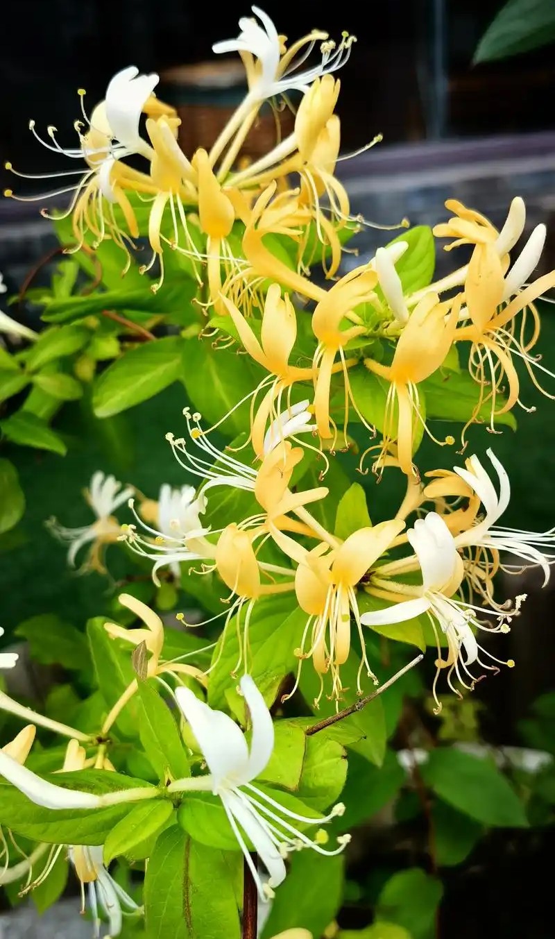 Kim ngân hoa giúp tăng cường hệ miễn dịch 