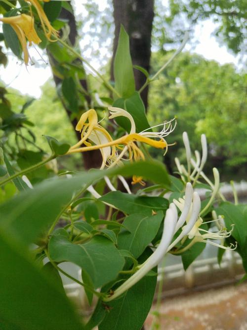 Ý nghĩa về thời điểm nở hoa của kim ngân hoa