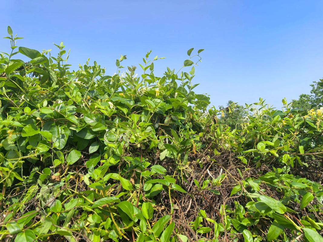 Kim ngân hoa có nguồn gốc từ Trung Quốc