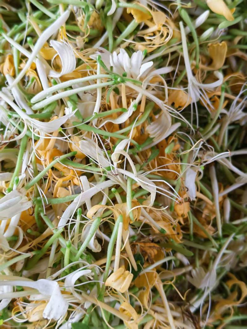 Công dụng bất ngờ của kim ngân hoa