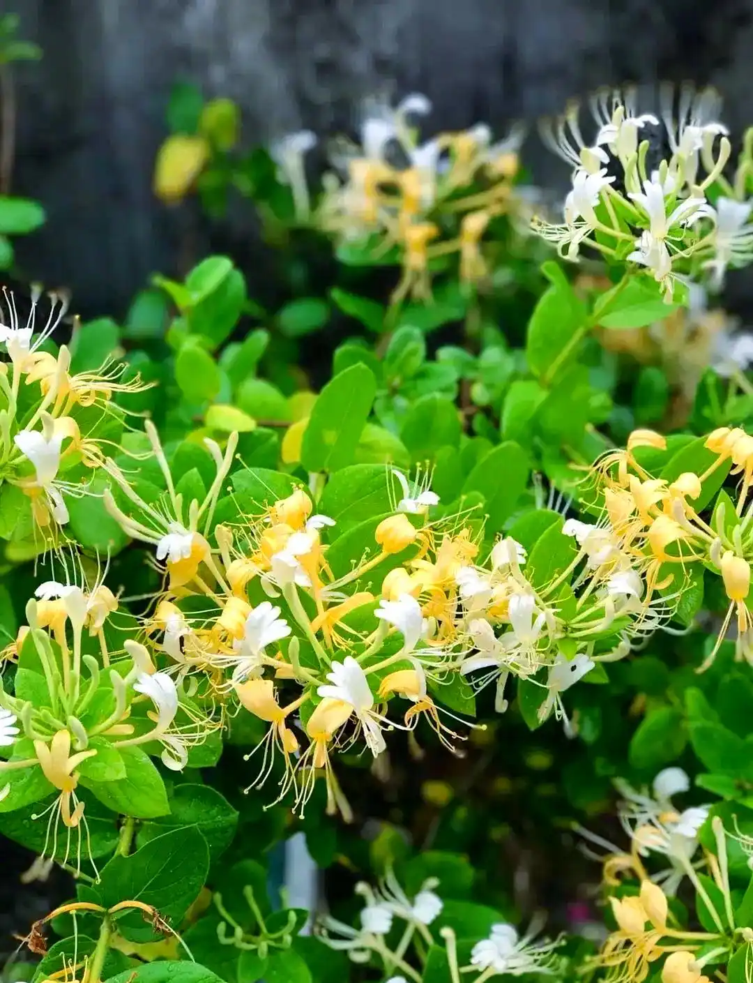 Cách phát huy tối đa phong thuỷ của kim ngân hoa