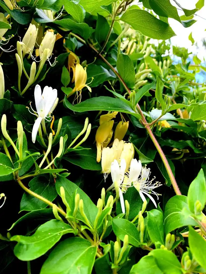 Lưu ý khi sử dụng kim ngân hoa trong phong thuỷ