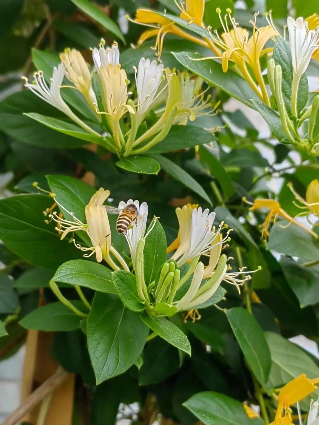 Quy trình trồng kim ngân hoa