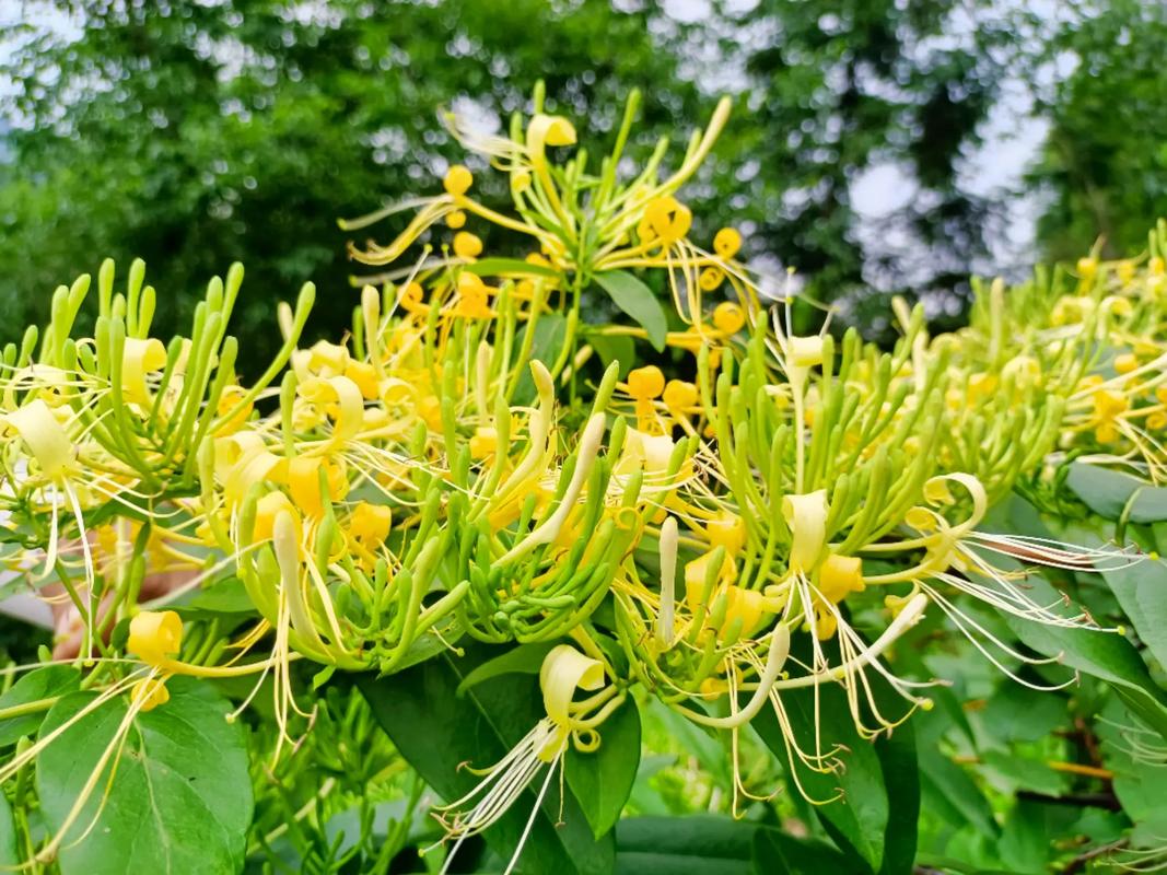 Kim ngân hoa được trồng nhiều ở vùng nào