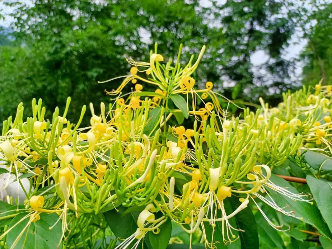 Trồng kim ngân hoa bao lâu thì thu hoạch