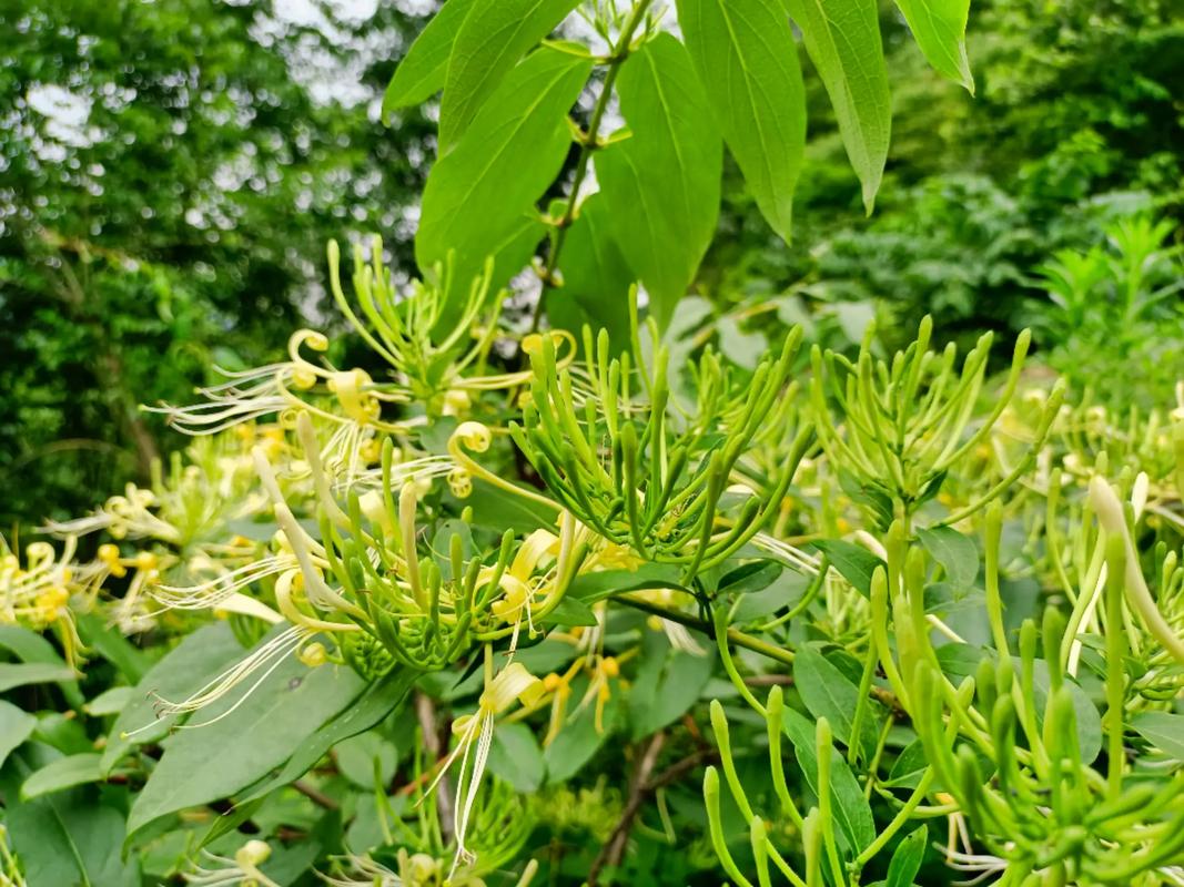 Kim ngân hoa được trồng nhiều ở khu vực nào?