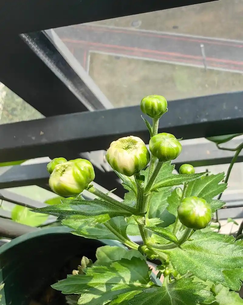 Cần lưu ý gì để sử dụng nụ cúc vàng an toàn, hiệu quả 