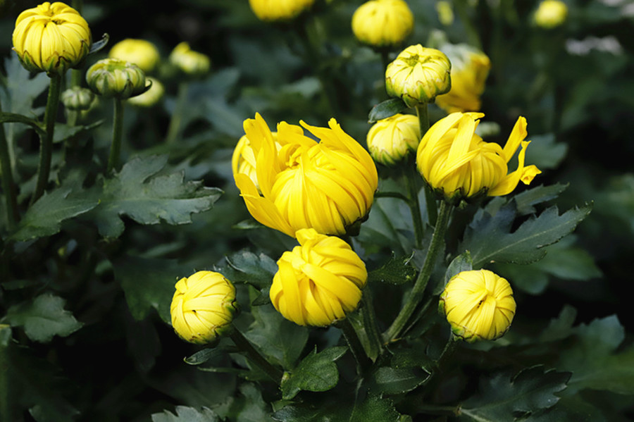 Tại sao nụ cúc vàng là vị thuốc quý trong đông y