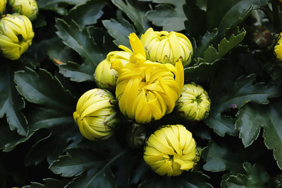 Nụ cúc vàng là vị thuốc quý giá trong đông y 