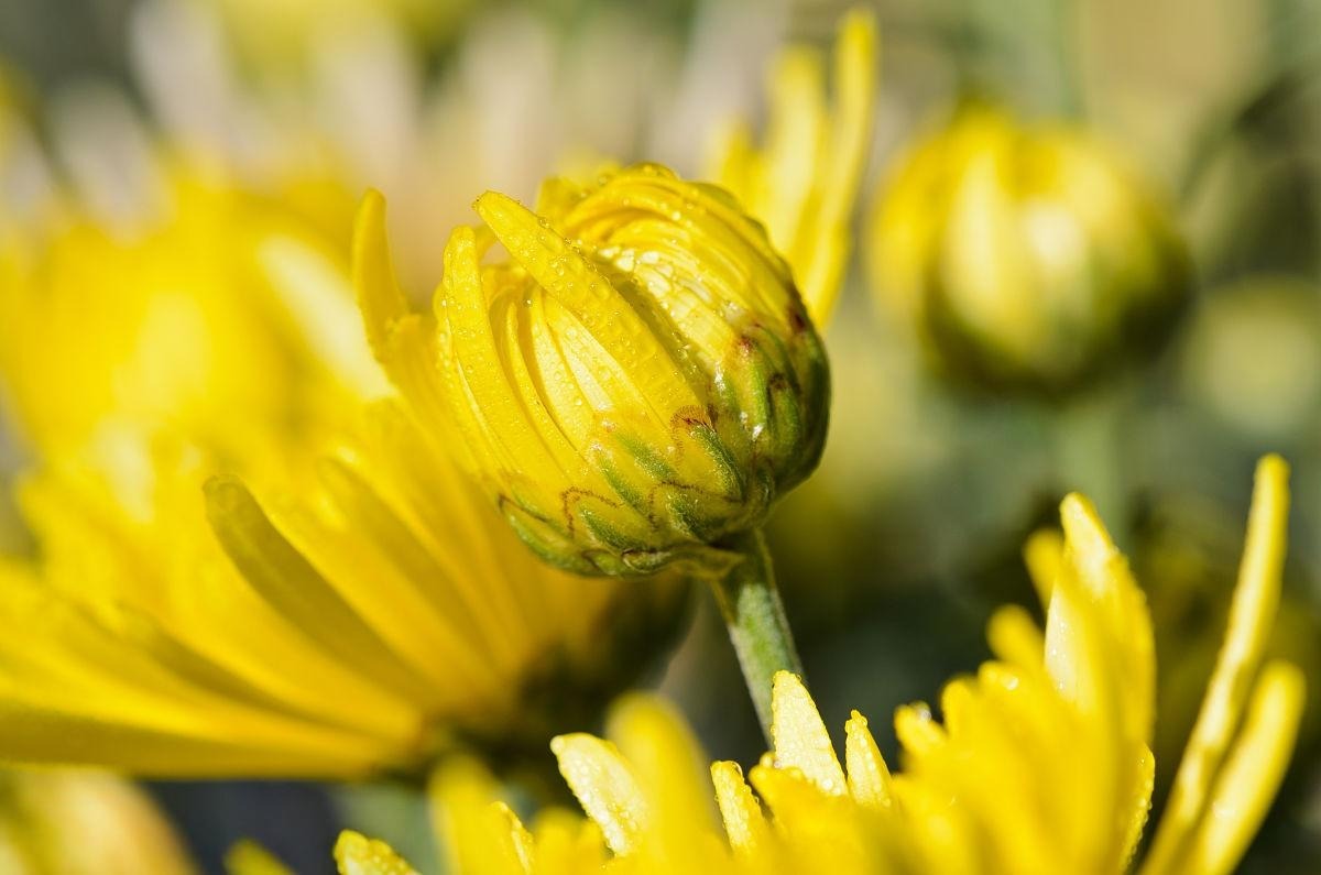 Vai trò của nụ cúc vàng trong đông y 