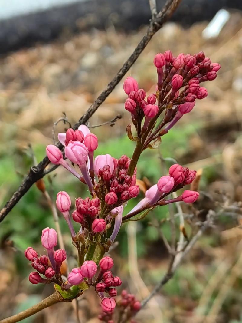 Dấu hiệu nhận biết thời điểm thu hoạch nụ đinh hương 