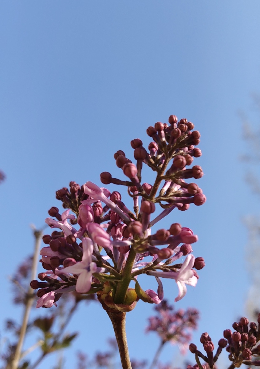 Hình ảnh của nụ đinh hương 