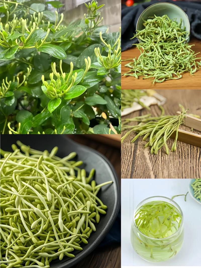 Hướng dẫn sử dụng kim ngân hoa 