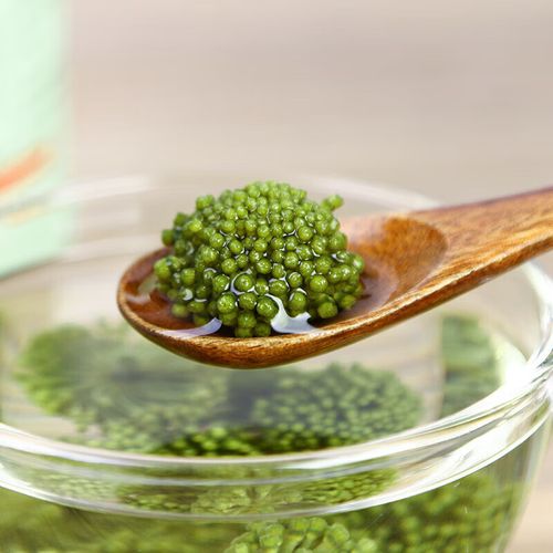 Cây tam thất trồng ở đâu tốt nhất