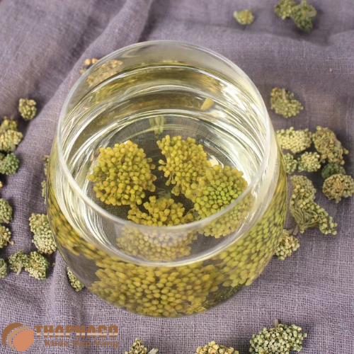 Tại sao nụ tam thất hỗ trợ hạ huyết áp 