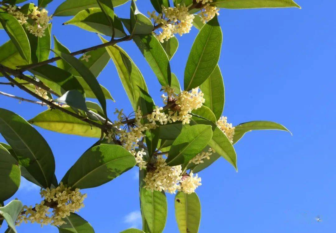 Nguồn gốc tự nhiên của cây quế hoa 