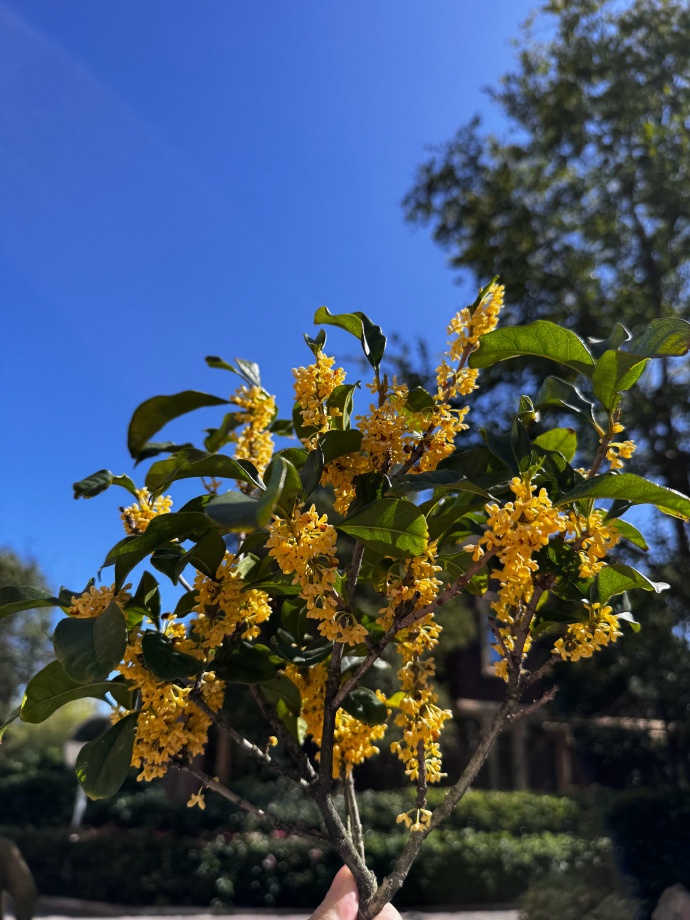 Hình ảnh quế hoa nở rộ vào mùa thu 