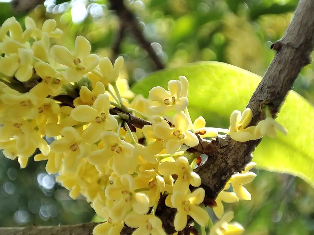 Vì sao quế hoa có giá đắt