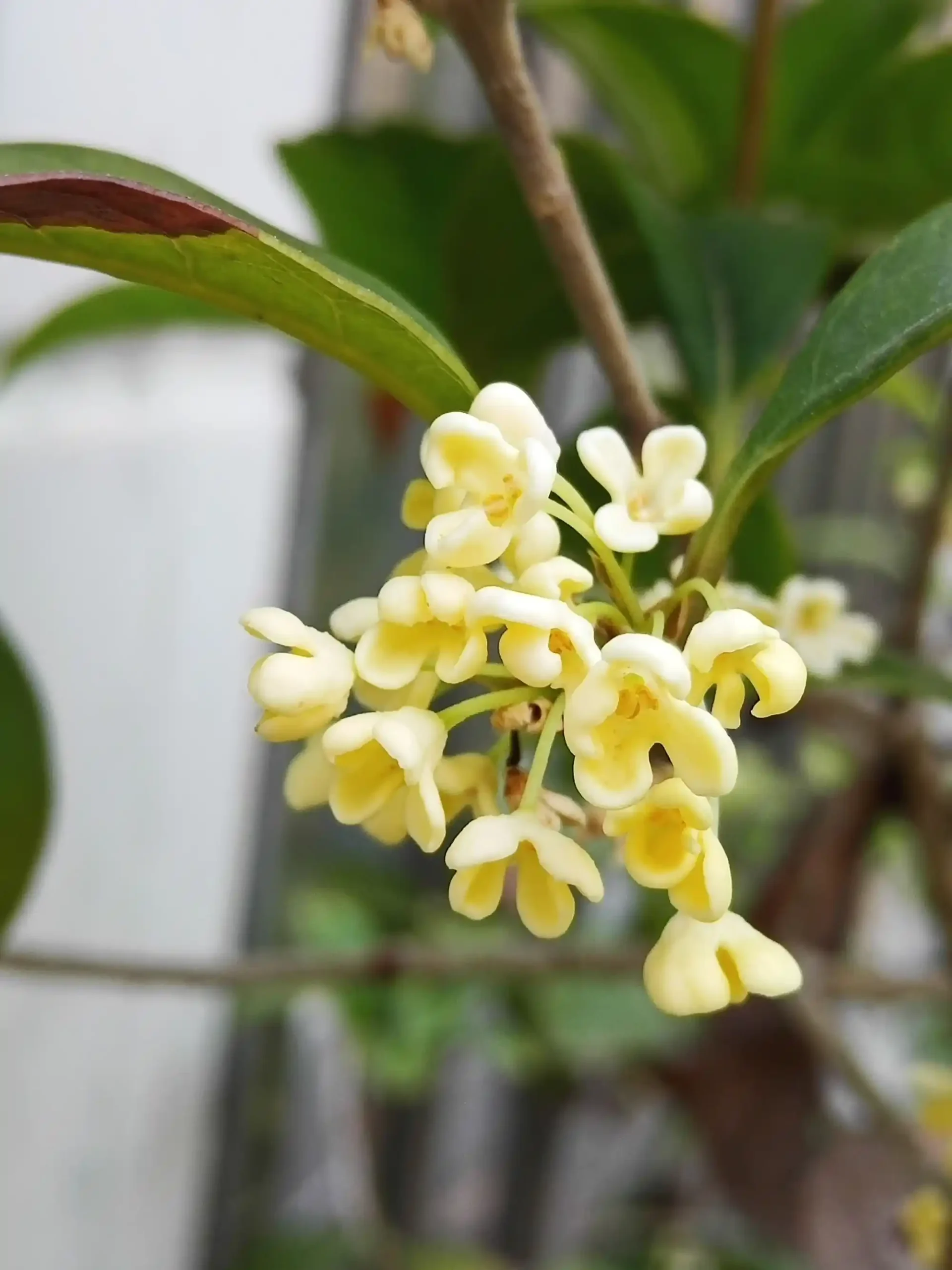 Hình ảnh cây quế hoa