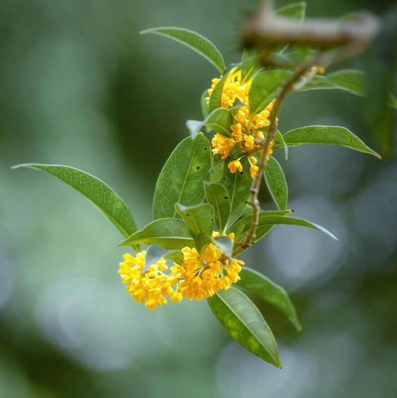 Vì sao quế hoa có giá đắt đỏ