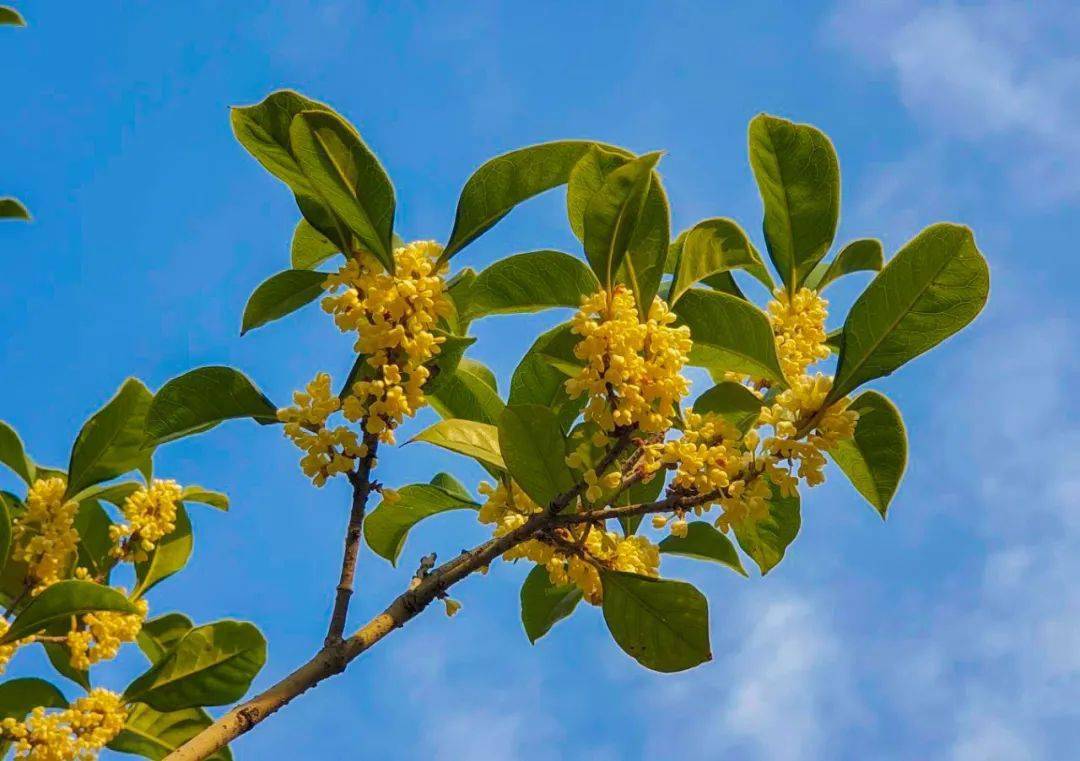 Ở miền Nam có trồng được cây quế hoa không? 